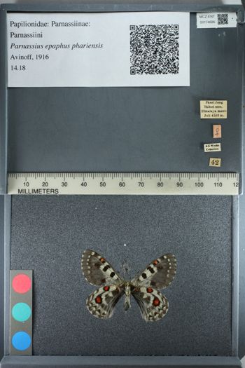 Media type: image;   Entomology 174686